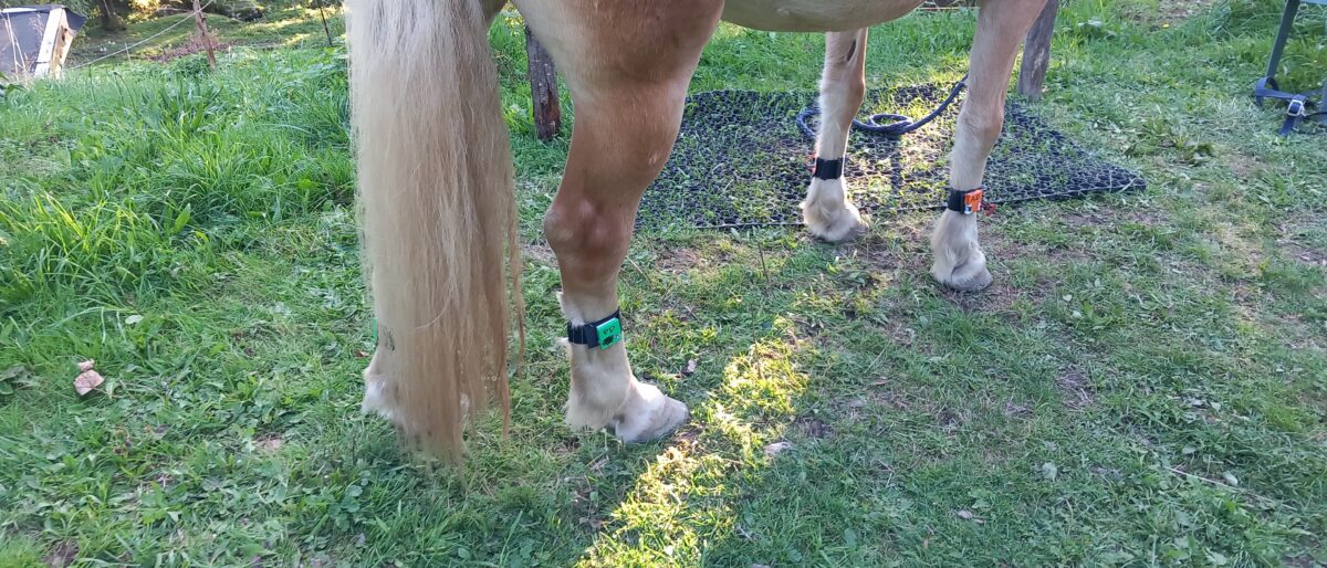 Permalien vers:Bien-être du cavalier et soins des chevaux