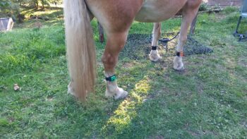 Permalien vers:Bien-être du cavalier et soins des chevaux